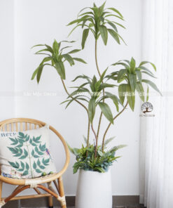 Cây Thiết Mộc Lan  Giả Cao 1,65m