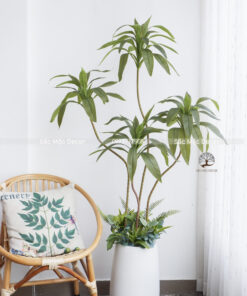 Cây Thiết Mộc Lan  Giả Cao 1,6m