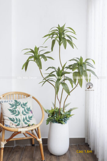 Cây Thiết Mộc Lan Giả Cao 1,6m