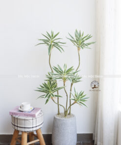 Cây Phát Tài Thái Viền Trắng Giả Cao 1,1m