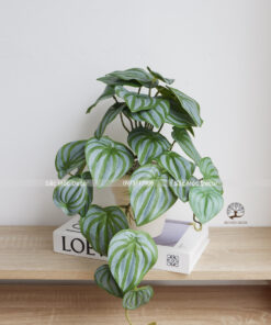 Cây Lá Rũ Mini 04