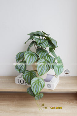 Cây Lá Rũ Mini 04