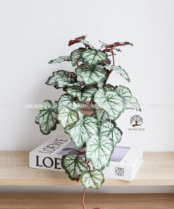 Cây Lá Rũ Mini 01