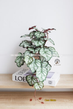 Cây Lá Rũ Mini 01