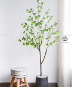 Cây Thạch Nam Giả 1.45m