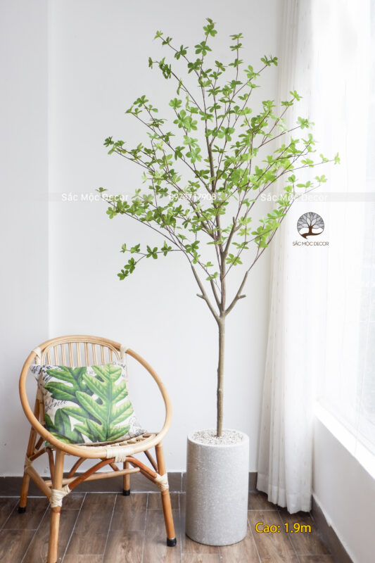 Cây Thạch Nam Giả Cao 1.9m