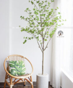 Cây Thạch Nam Giả Cao 1.9m