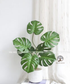 Cây Trầu Bà Lá Xẻ Giả Cao 60cm