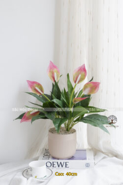 Cây Lan Ý Giả Cao 40cm