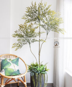 Cây Nam Thiên Trúc  Giả Phối Vườn Cao 1,8m