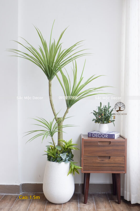 Cây Phát Tài Núi Giả Cao 1,5m