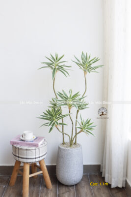 Cây Phát Tài Thái Viền Trắng Giả Cao 1,1m
