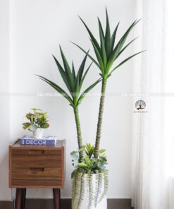 Cây Phát Tài Dứa Giả Cao 1,5m