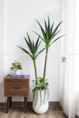 Cây Phát Tài Dứa Giả Cao 1,5m