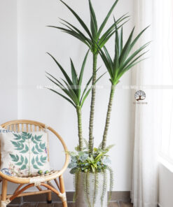 Cây Phát Tài Dứa Giả Cao 1,7m