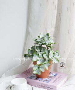 Chậu Lá Cẩm Thạch Giả Để Bàn Cao 22cm