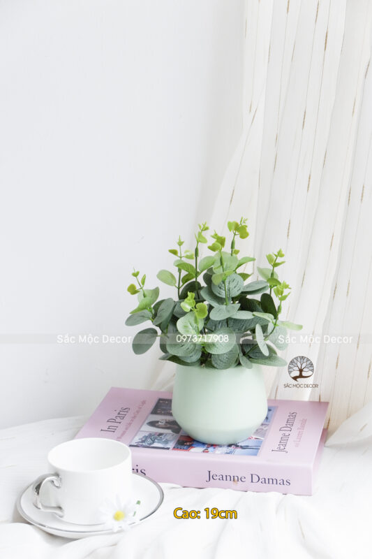 Chậu Lá Dolar Giả Để Bàn Cao 19cm