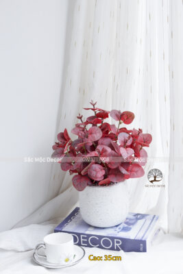 Chậu Lá Bạch Đàn Đỏ Cao 35cm