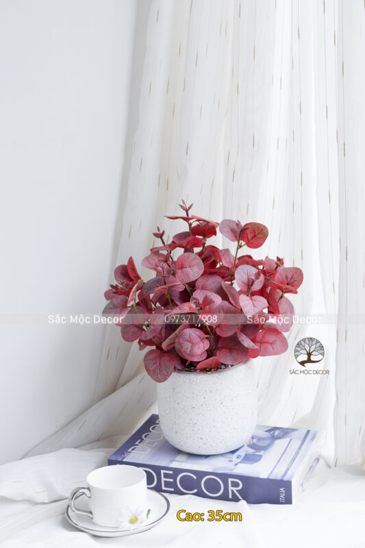 Chậu Lá Bạch Đàn Đỏ Cao 35cm