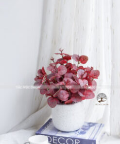 Chậu Lá Bạch Đàn Đỏ Cao 35cm