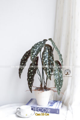 Cây Trầu Môn Đốm Giả Cao 53cm