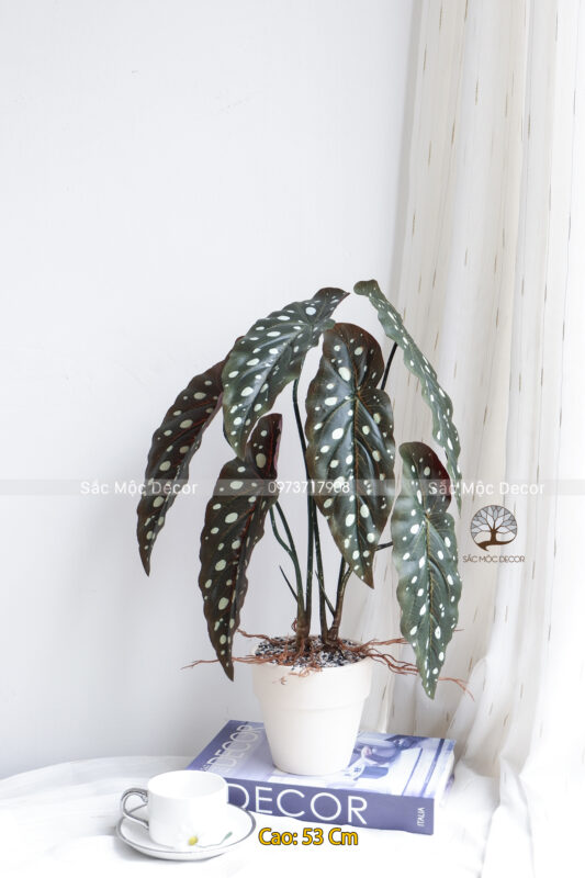 Cây Trầu Môn Đốm Giả Cao 53cm
