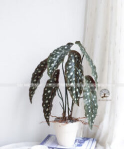 Cây Trầu Môn Đốm Giả Cao 53cm