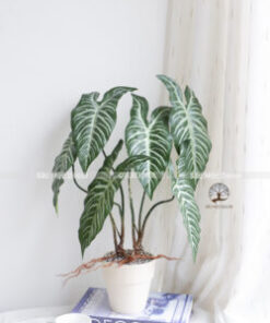 Cây Môn Lá Sọc Giả Cao 53cm