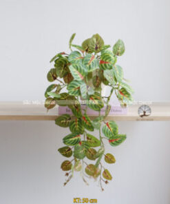 Chậu Dây Leo Đuôi Công Giả Dài 50cm
