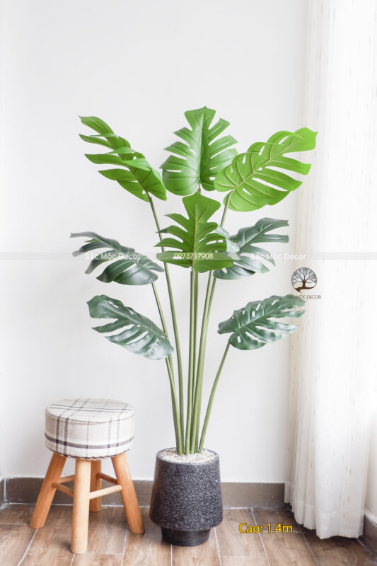 Cây Trầu lá Xẻ Bà Giả Cao 1,4m