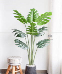 Cây Trầu lá Xẻ Bà Giả Cao 1,4m