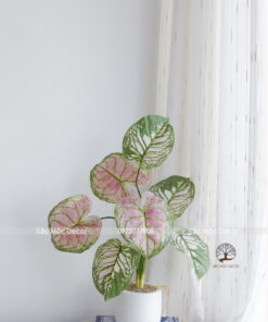 CâyTrầu Bà Hồng Giả Cao 60cm