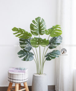 Cây Trầu lá Xẻ Bà Giả Cao 1,2m