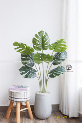 Cây Trầu lá Xẻ Bà Giả Cao 1,2m