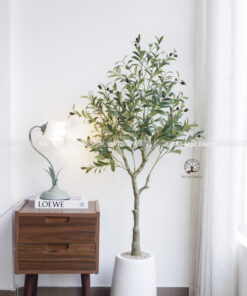 Cây Ôliu Giả  Cao 1.4m