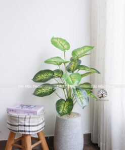 Cây Vạn Niên Thanh Giả Cao 85cm