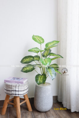 Cây Vạn Niên Thanh Giả Cao 85cm